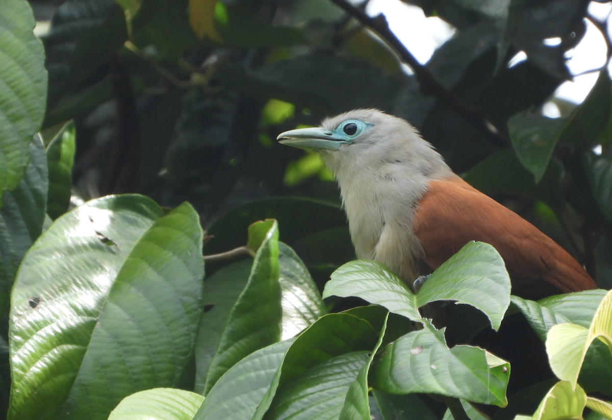 Raffles's Malkoha - Alfred McLachlan-Karr