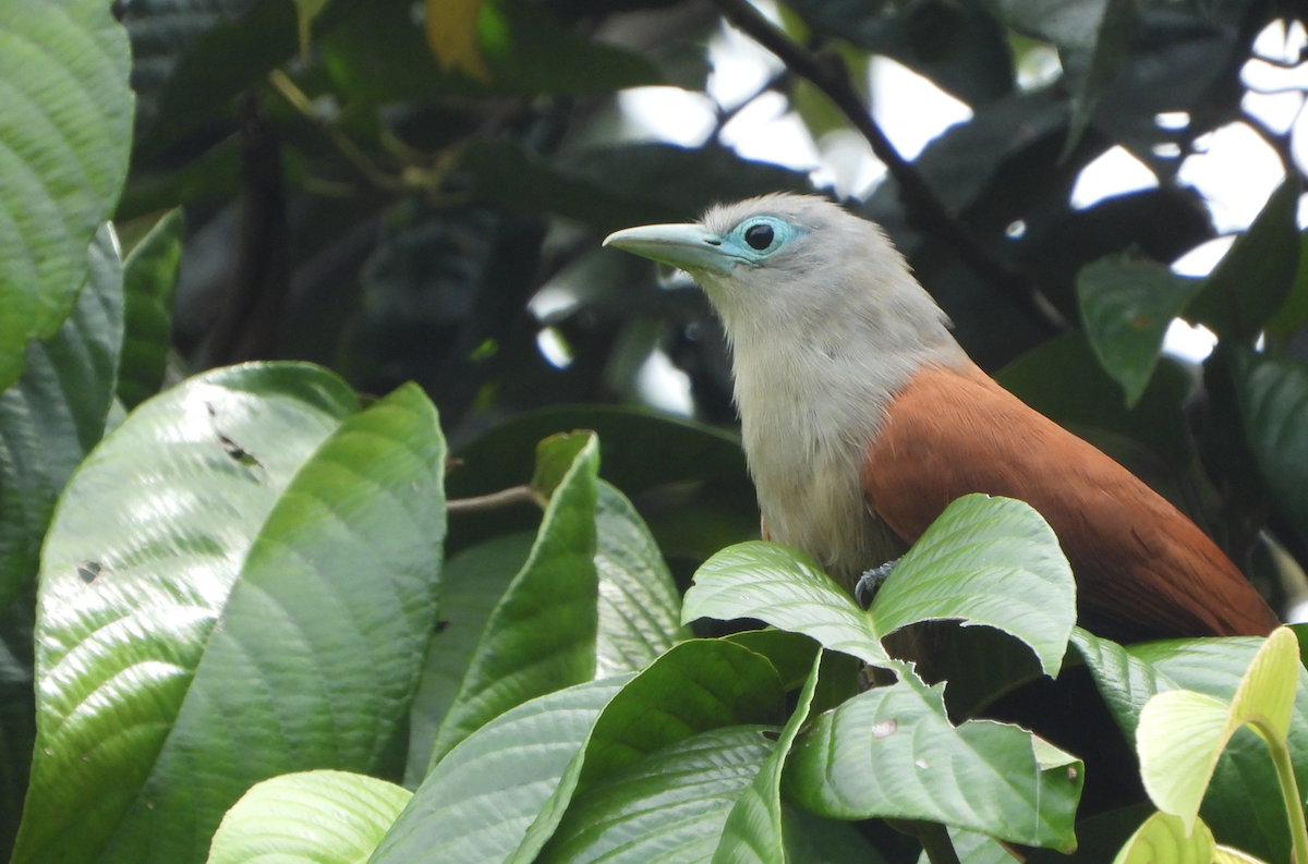 Raffles's Malkoha - ML622389262