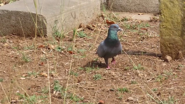 Rock Pigeon (Feral Pigeon) - ML622389292