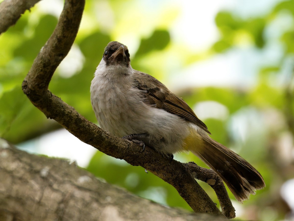 Sooty-headed Bulbul - ML622389350