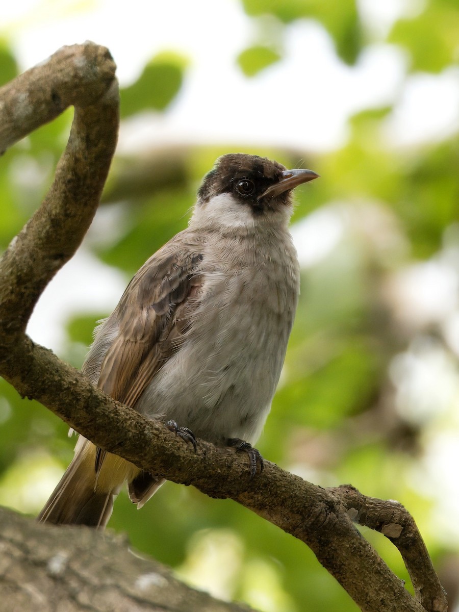 Sooty-headed Bulbul - Evelyn Lee