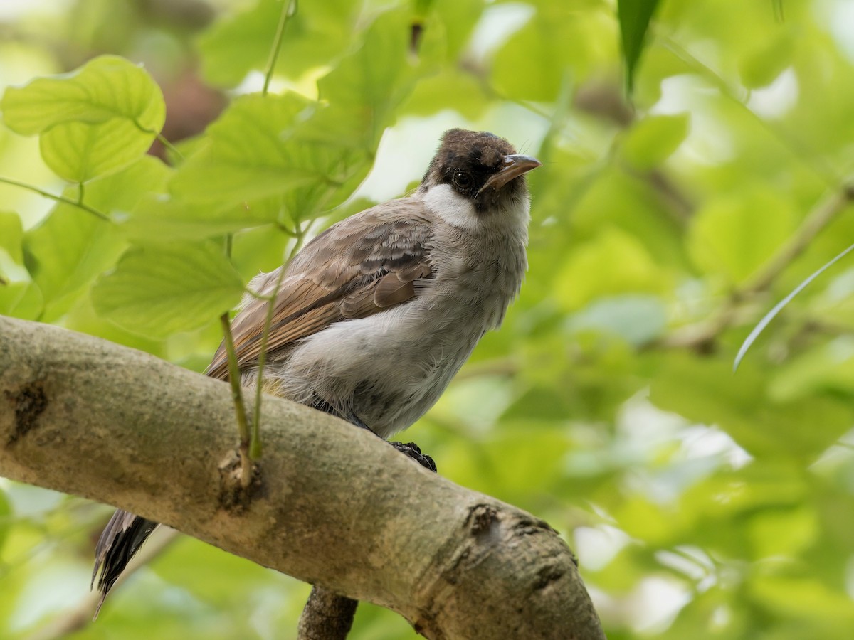 Sooty-headed Bulbul - ML622389352