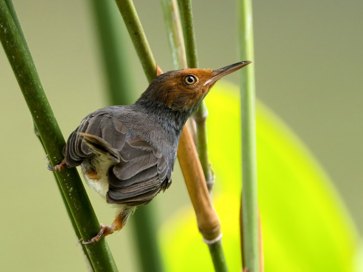 Ashy Tailorbird - ML622389354