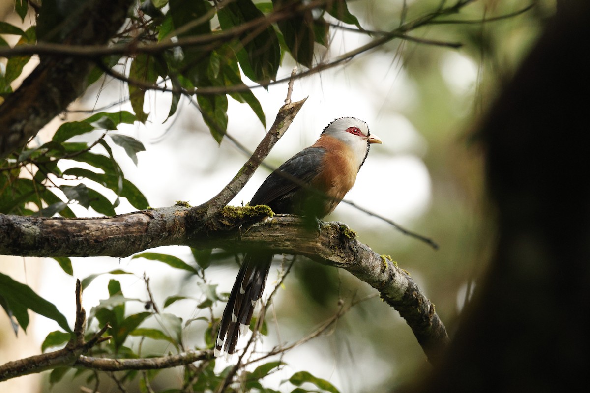 Scale-feathered Malkoha - ML622389356