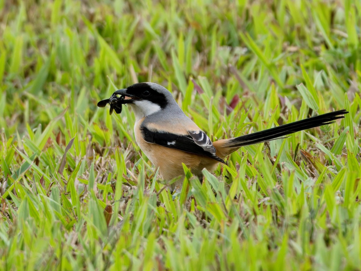 Long-tailed Shrike - ML622389357