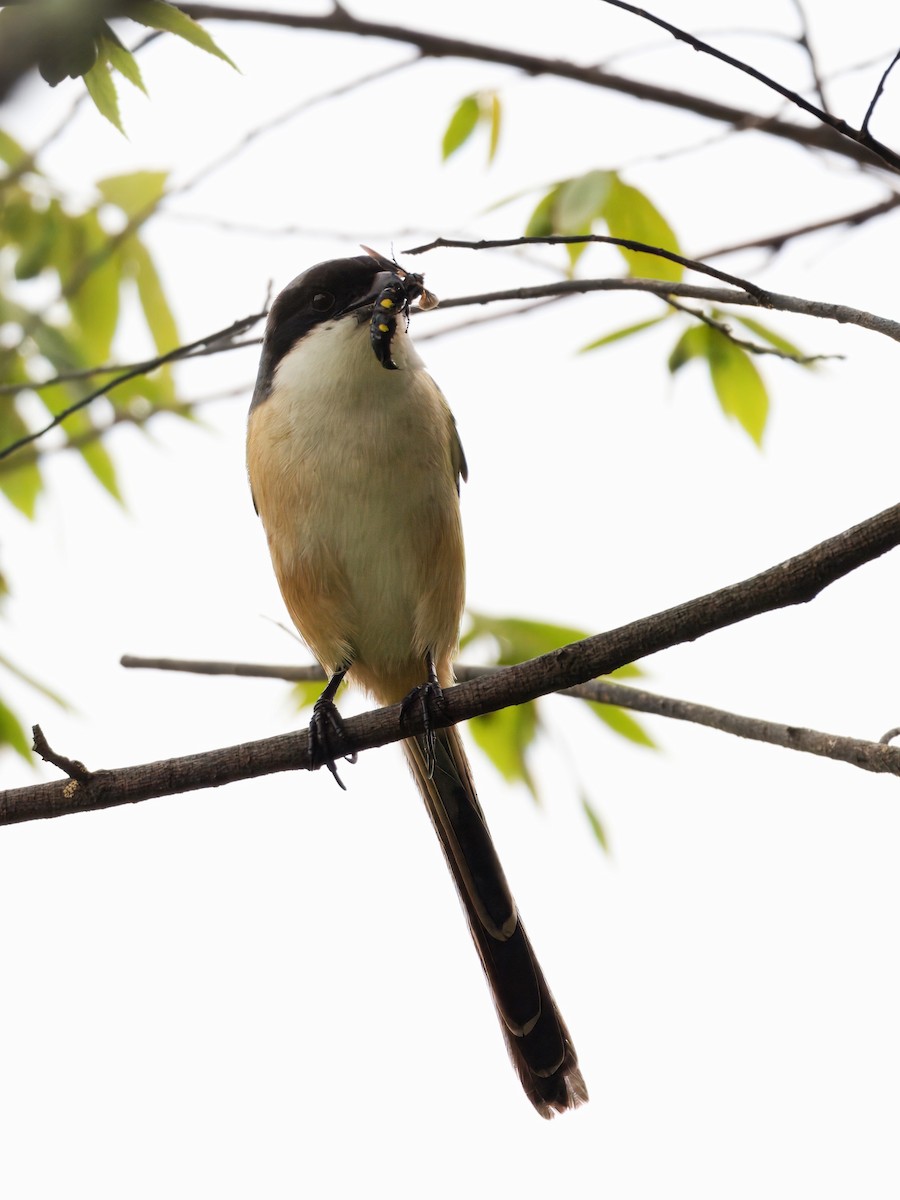 Long-tailed Shrike - ML622389358