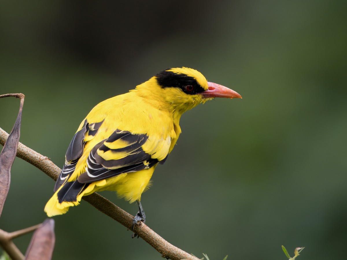 Black-naped Oriole - ML622389360