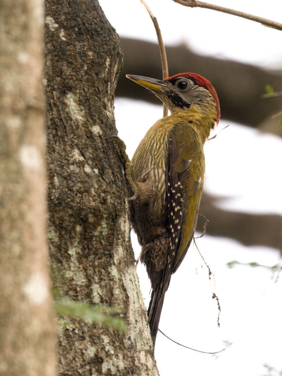 Laced Woodpecker - ML622389361