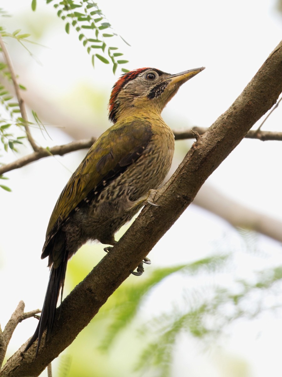 Laced Woodpecker - ML622389368