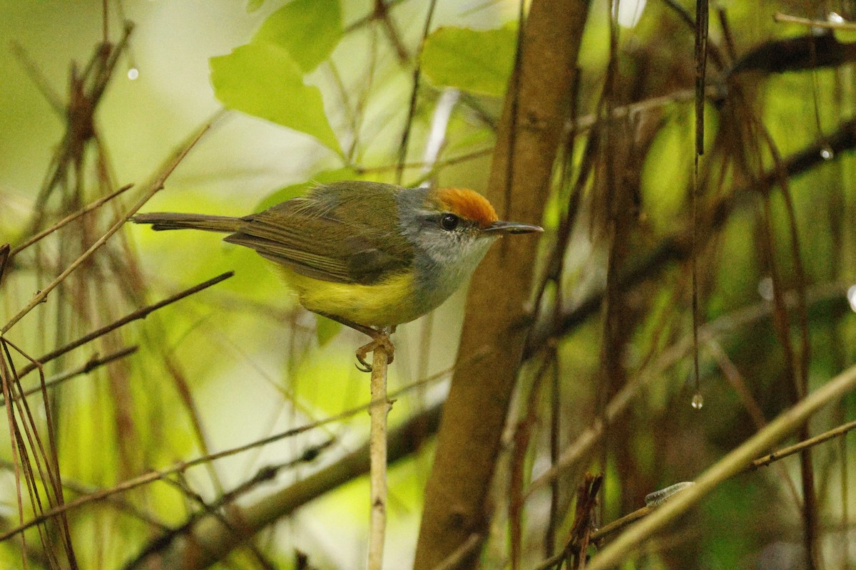 Mountain Tailorbird - ML622389377