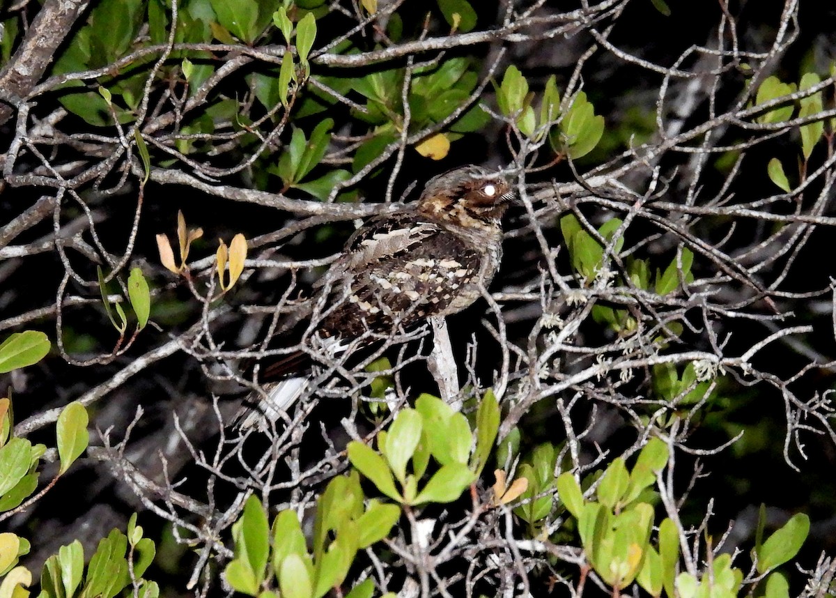 Large-tailed Nightjar - ML622389379