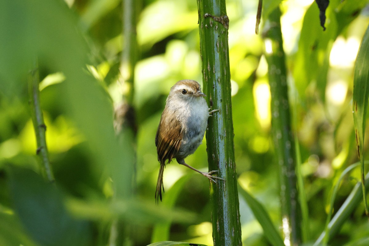 Philippine Bush Warbler - ML622389386