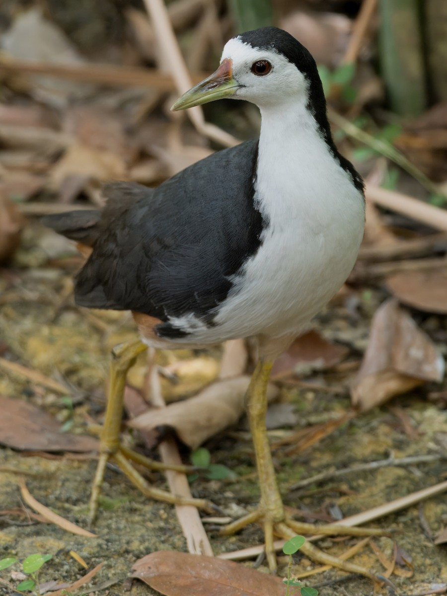 White-breasted Waterhen - ML622389388