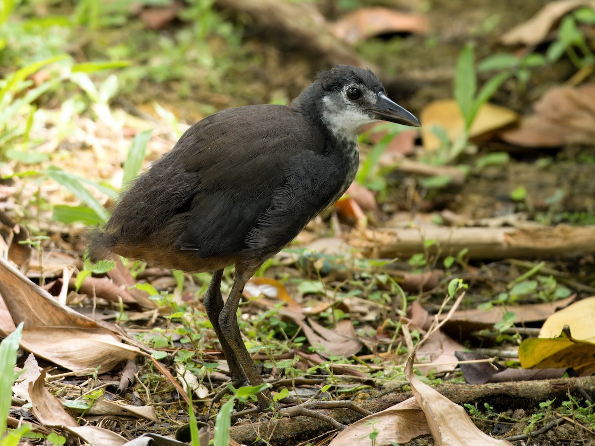 White-breasted Waterhen - ML622389389