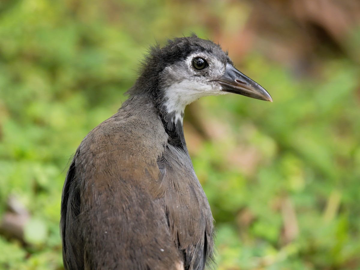 White-breasted Waterhen - ML622389390