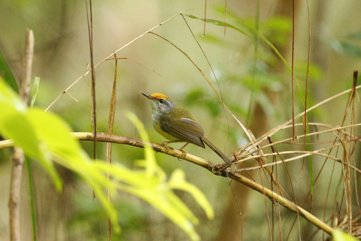 Mountain Tailorbird - ML622389405