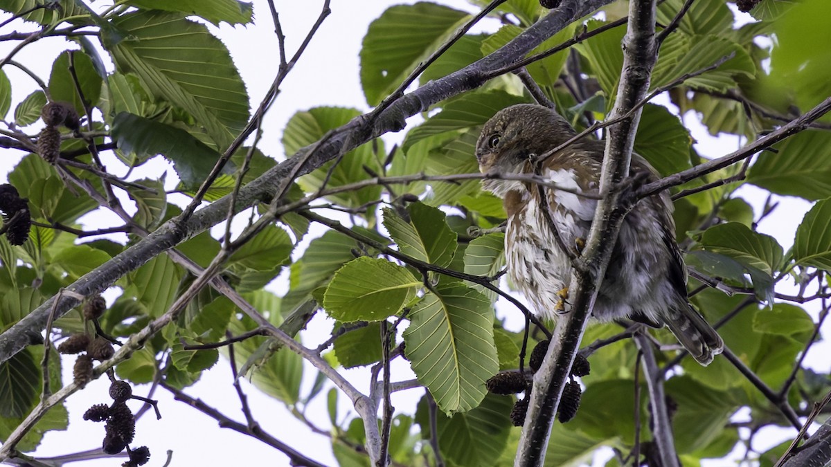 Northern Pygmy-Owl (Guatemalan) - ML622389554