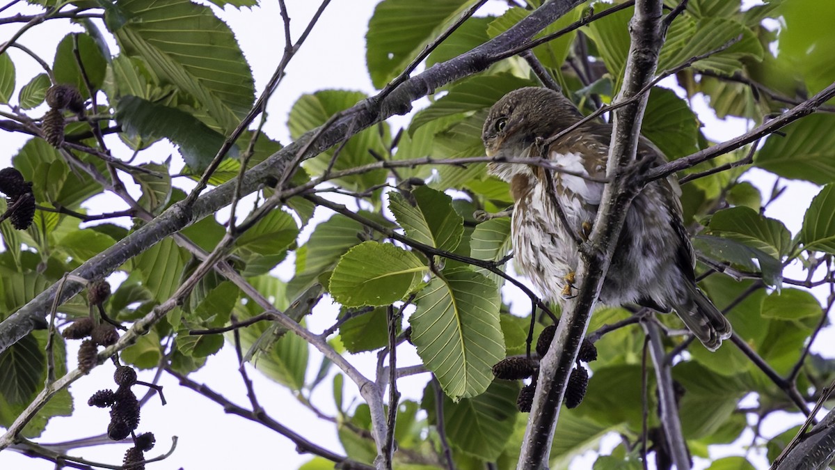 Northern Pygmy-Owl (Guatemalan) - ML622389555