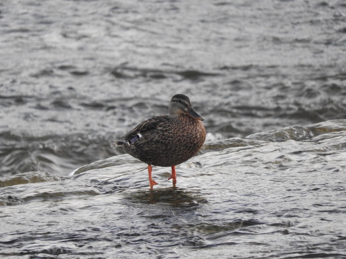 Mallard - Karolina Żukowska