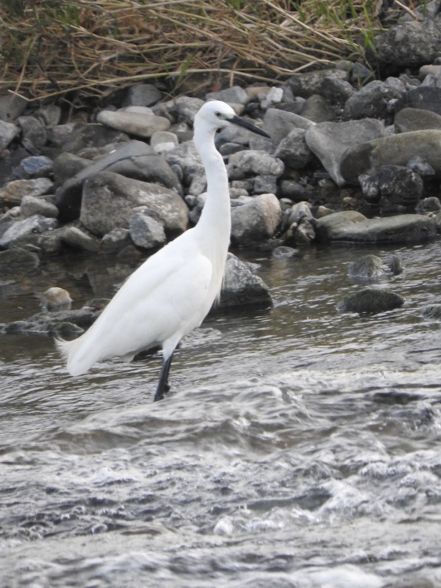 Little Egret - ML622389579