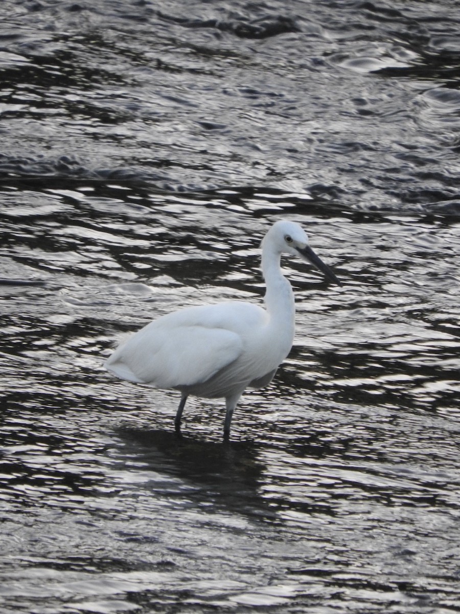 Little Egret - ML622389580