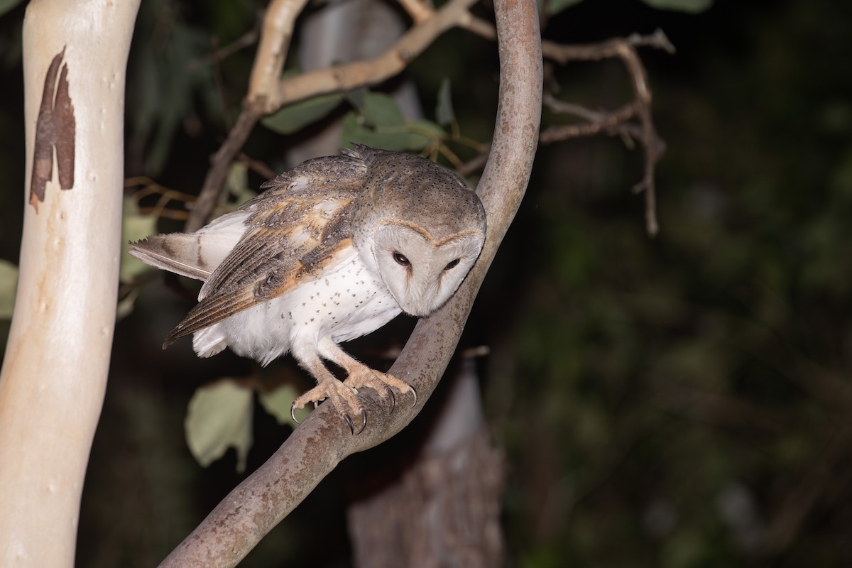 Barn Owl - ML622389608