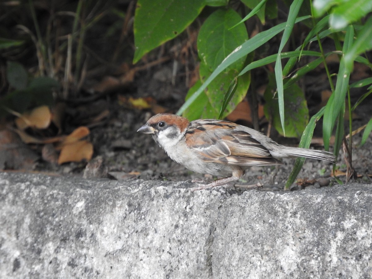 Eurasian Tree Sparrow - ML622389610