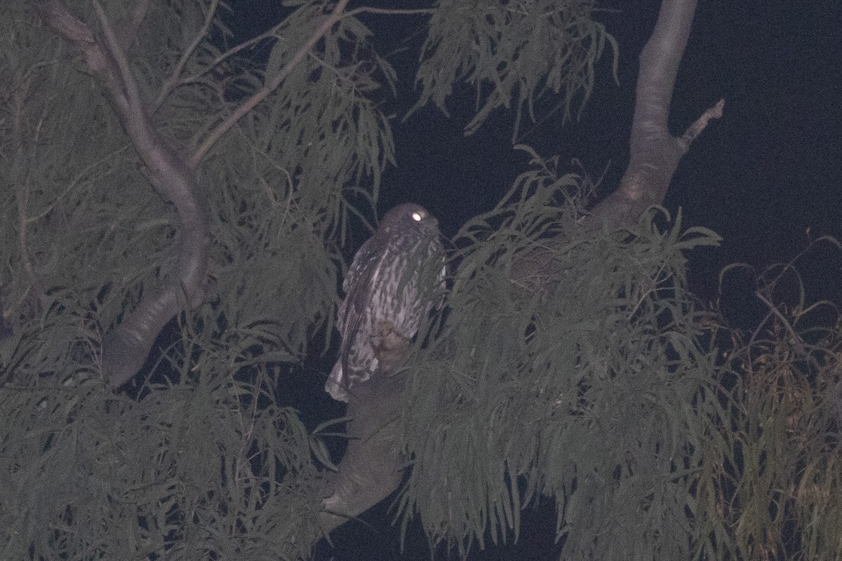 Barking Owl - ML622389614