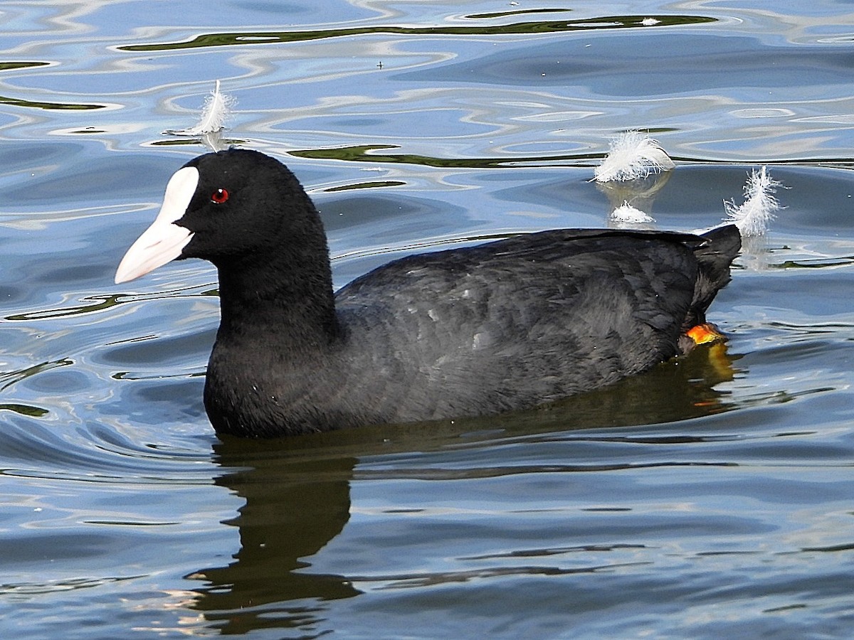 Eurasian Coot - ML622389672