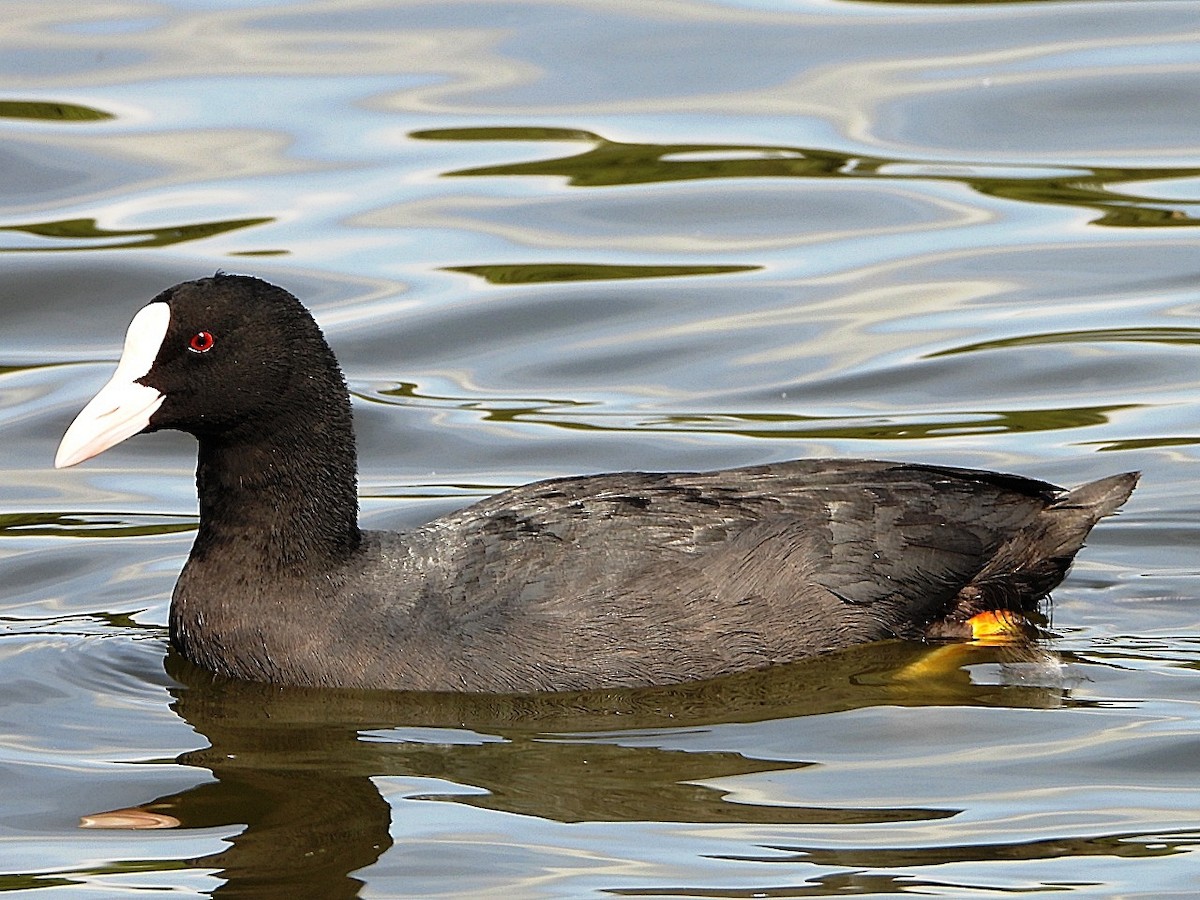Eurasian Coot - ML622389673