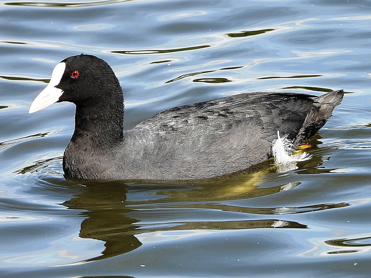 Eurasian Coot - ML622389674