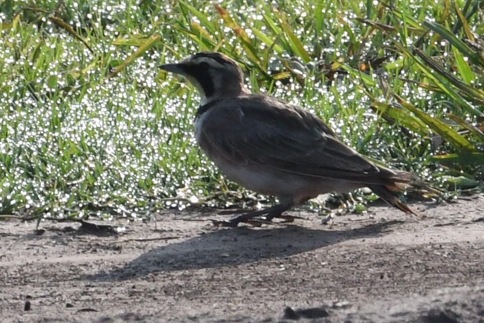 Horned Lark - ML622389715