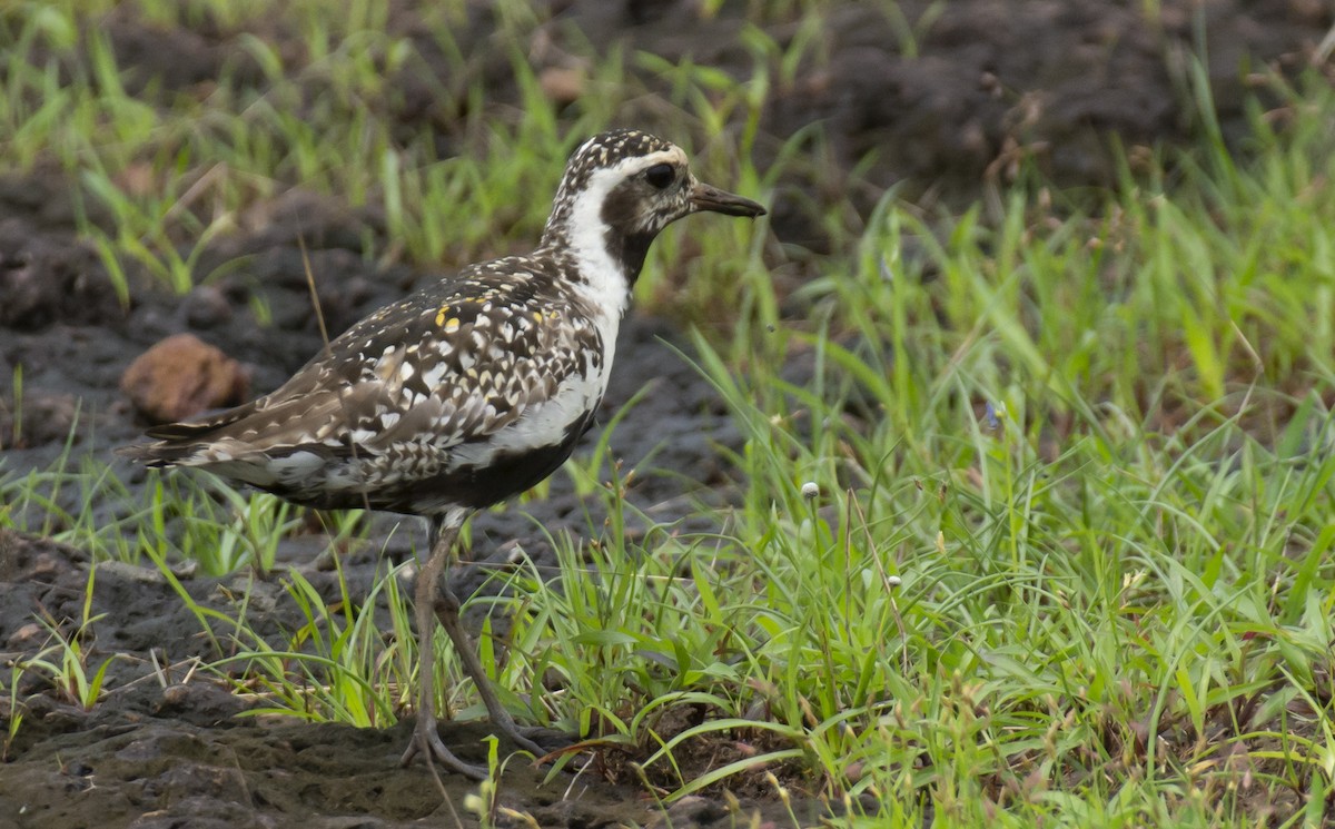 Pacific Golden-Plover - sreekanth c