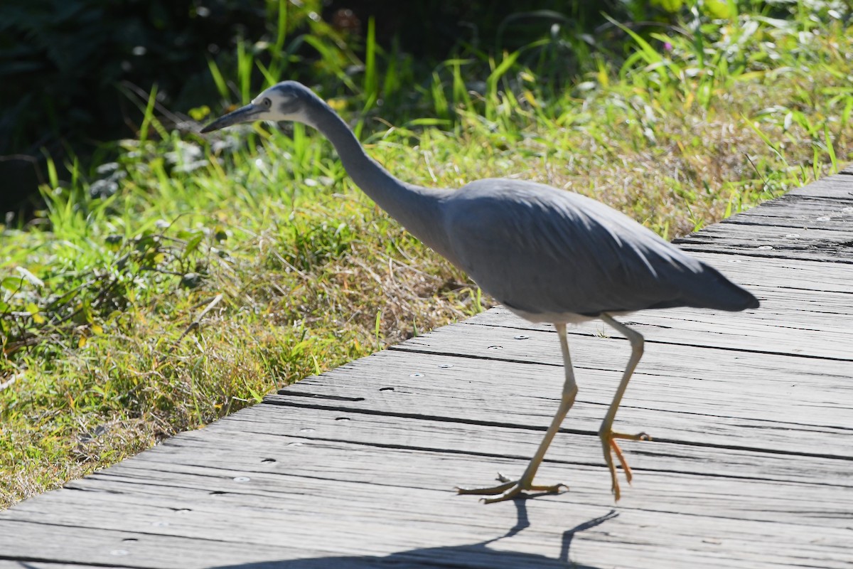 White-faced Heron - ML622389780