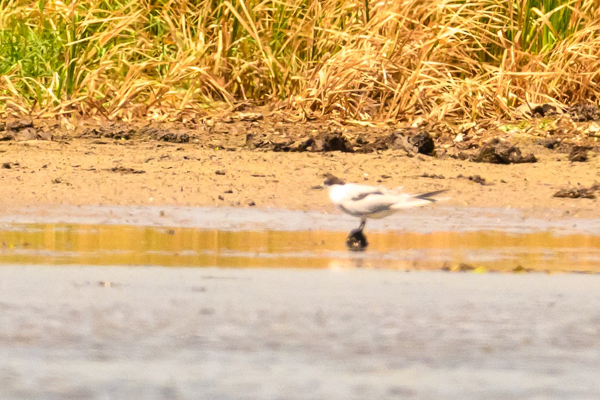 Эгэл хараалай - ML622389793