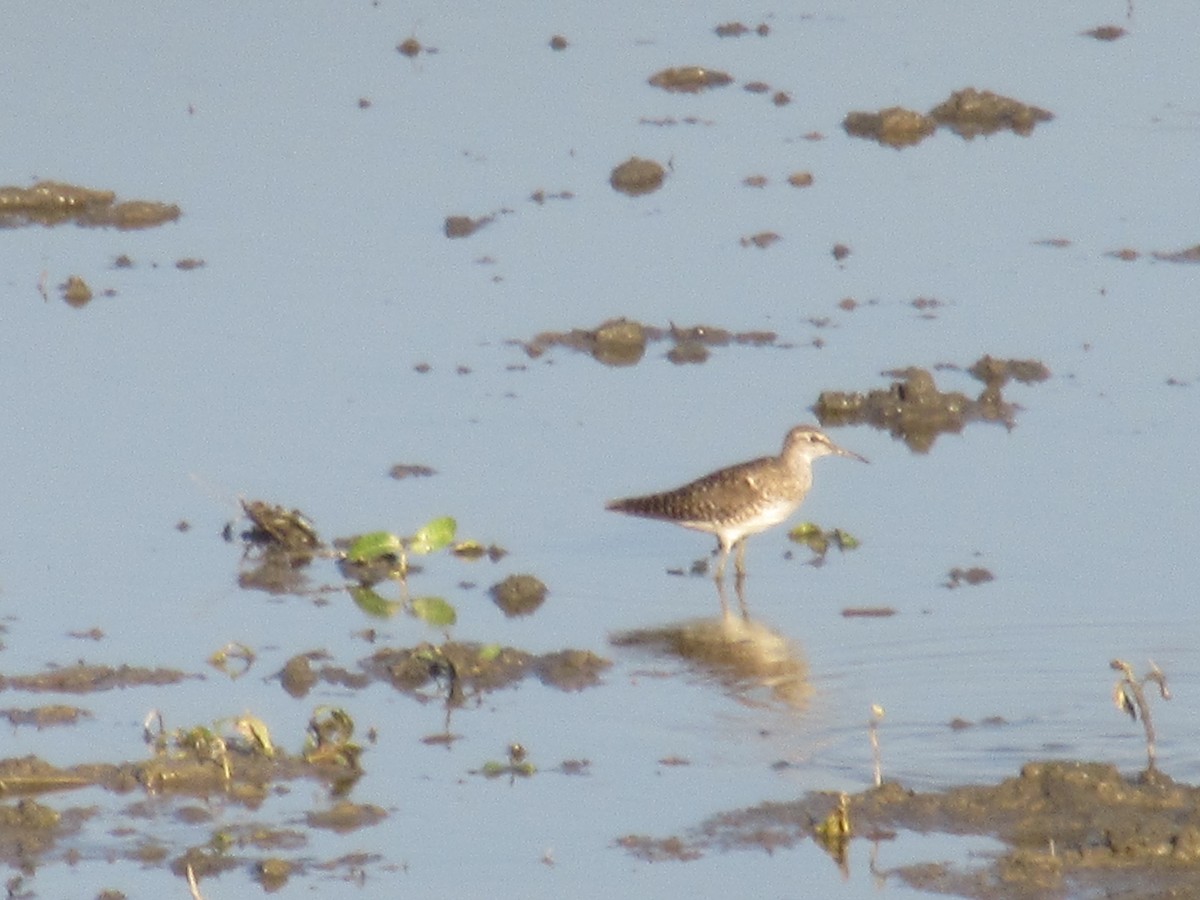 Цагаан сүүлт хөгчүү - ML622389850