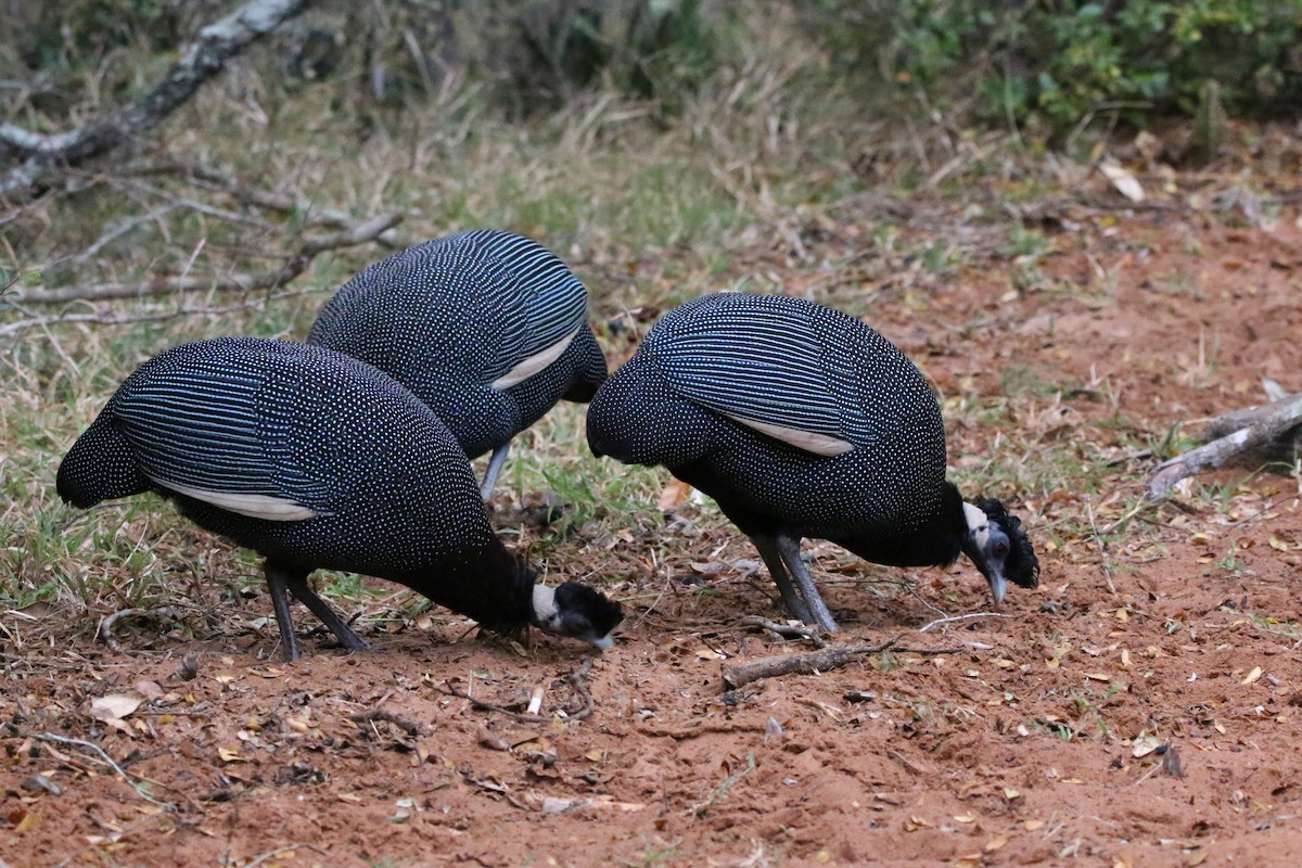 Southern Crested Guineafowl - ML622389893