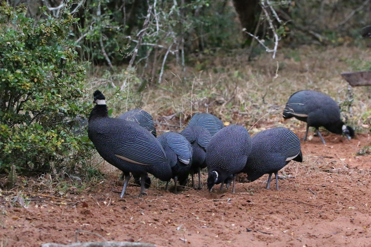 Southern Crested Guineafowl - ML622389894