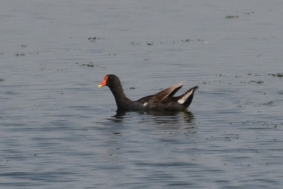 Common Gallinule - ML622389919