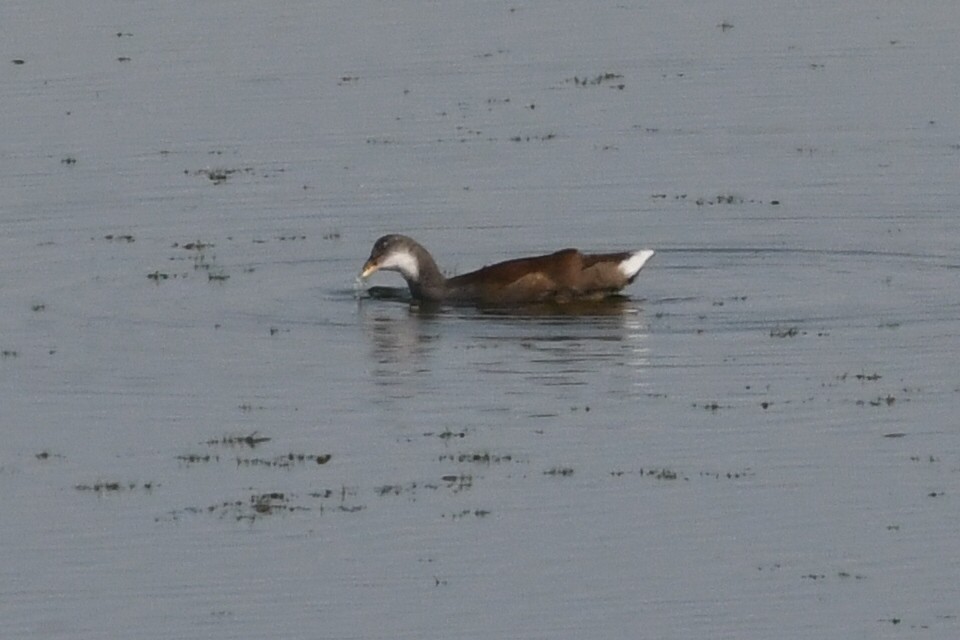 Common Gallinule - ML622389920