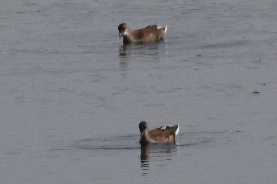 Common Gallinule - ML622389921