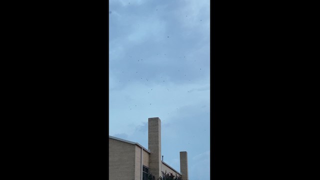 エントツアマツバメ - ML622389988