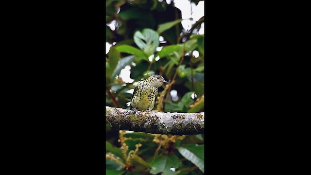 Sharpbill - ML622389994