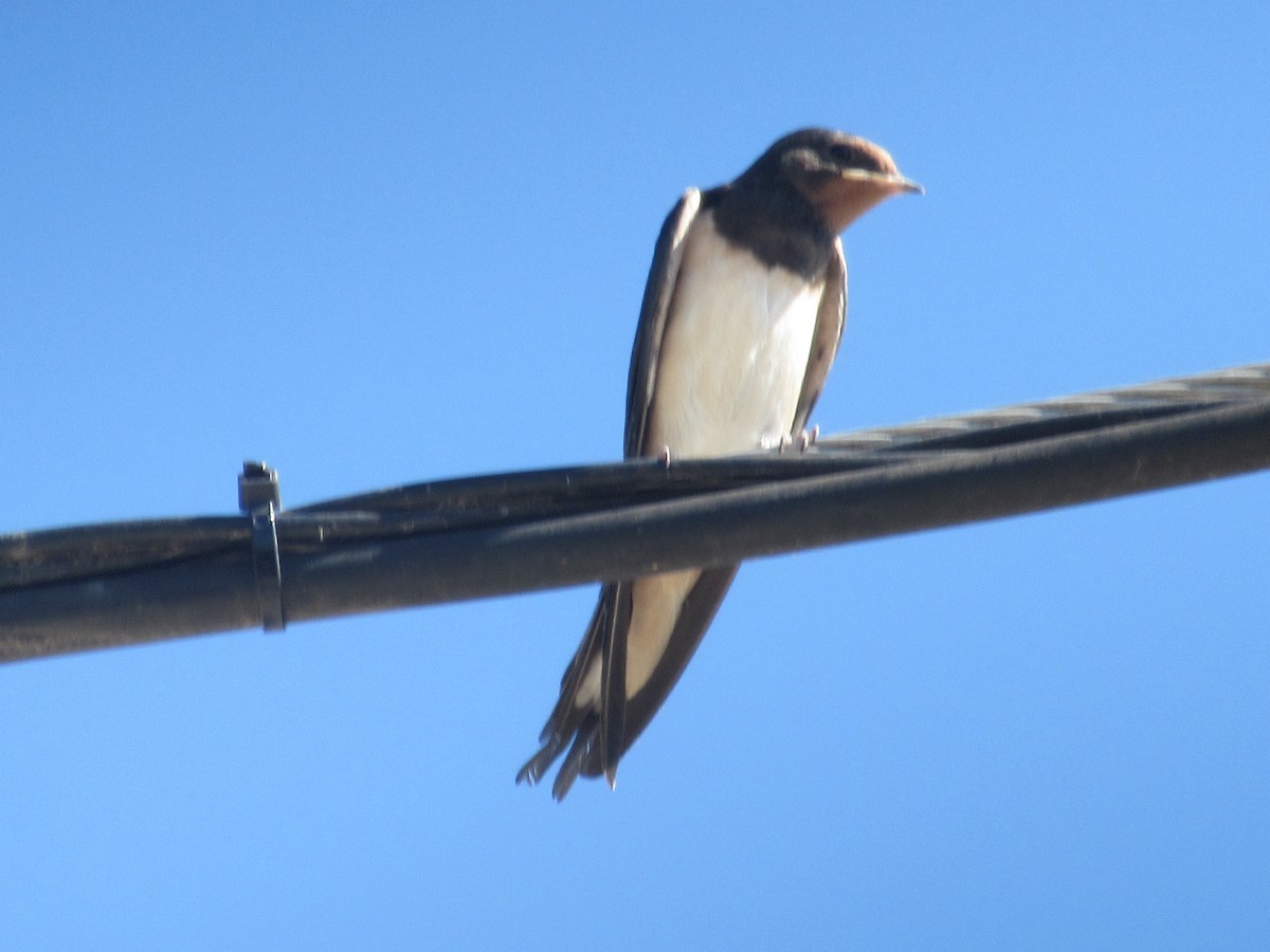 Асрын хараацай - ML622390054