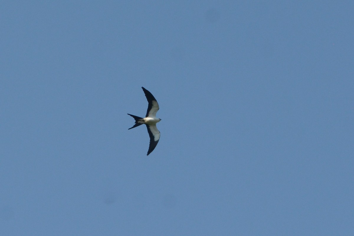 Swallow-tailed Kite - ML622390179