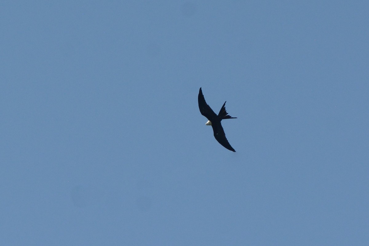 Swallow-tailed Kite - ML622390180