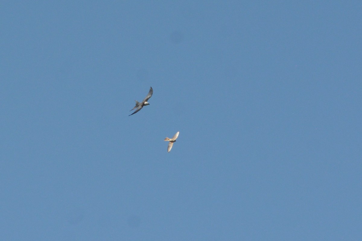 Swallow-tailed Kite - ML622390186