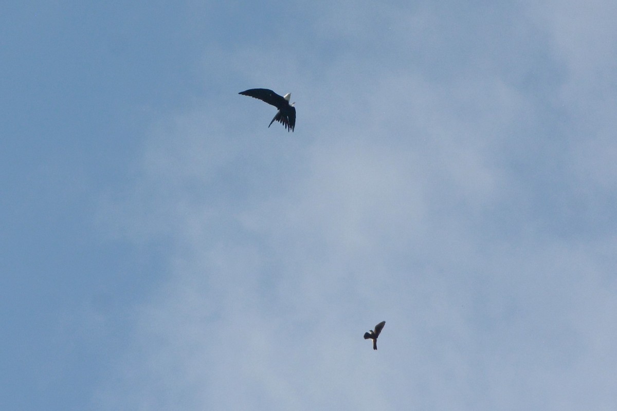 Swallow-tailed Kite - ML622390187