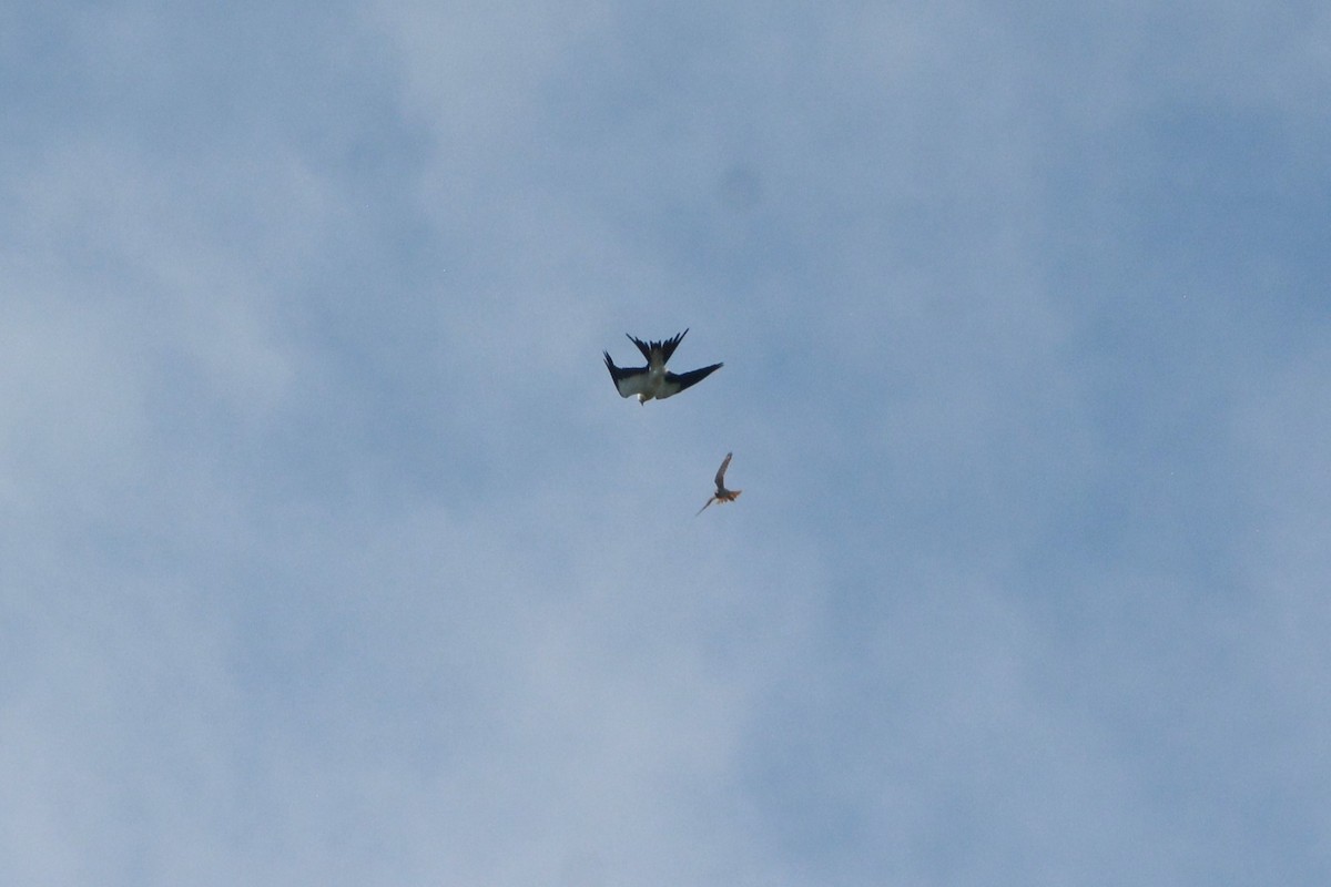 Swallow-tailed Kite - ML622390188