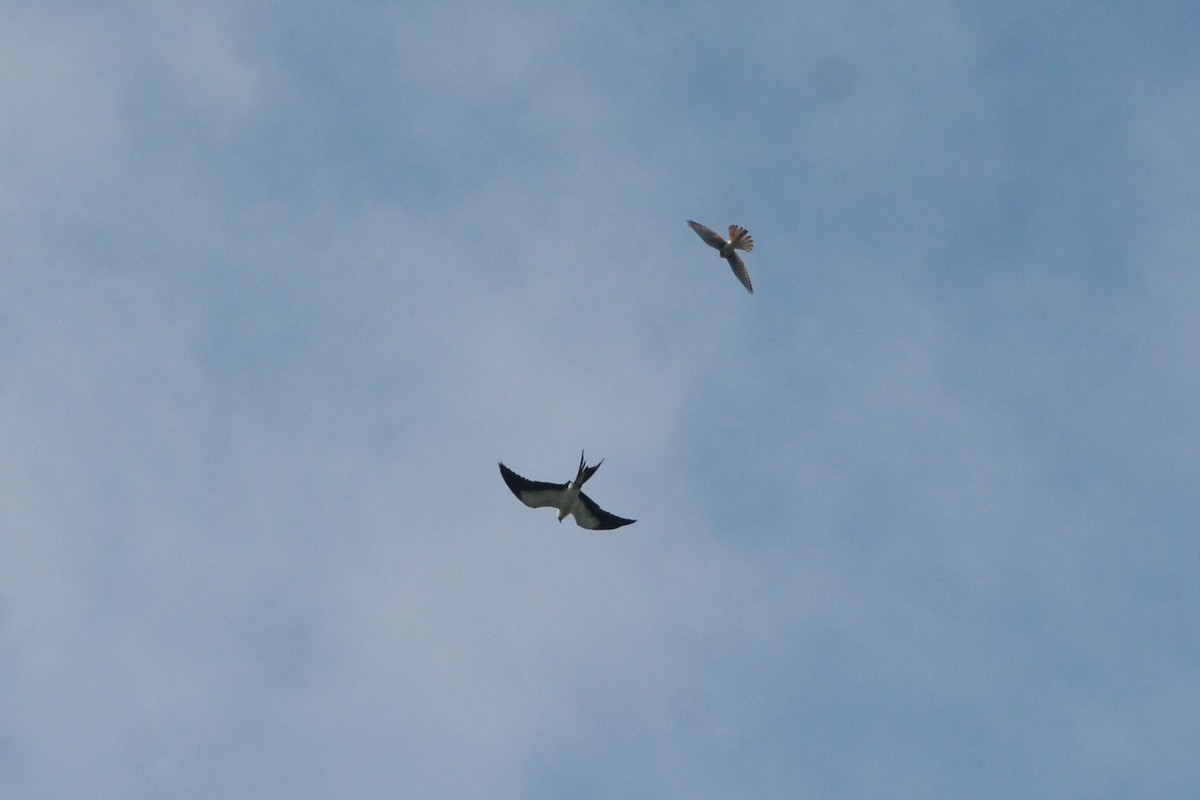 Swallow-tailed Kite - ML622390189